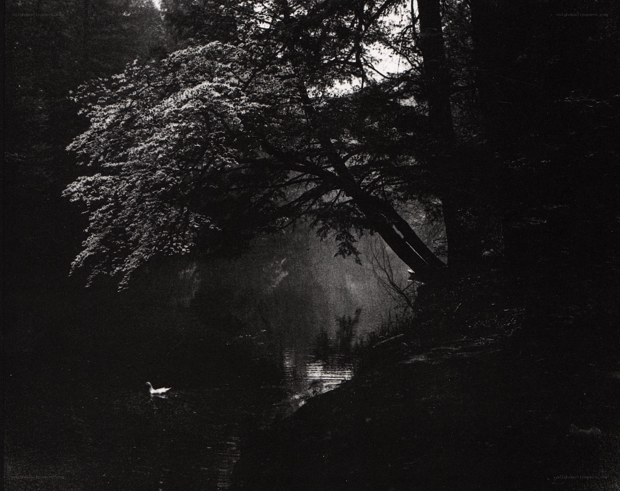 Duck in a forest stream