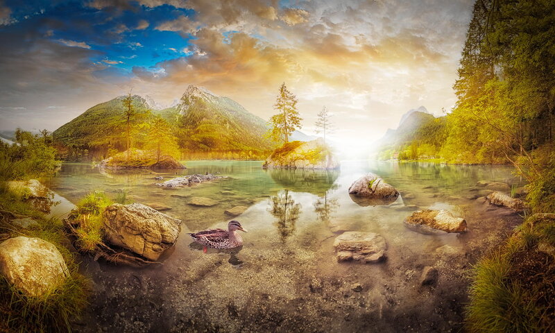 Duck in a Lake