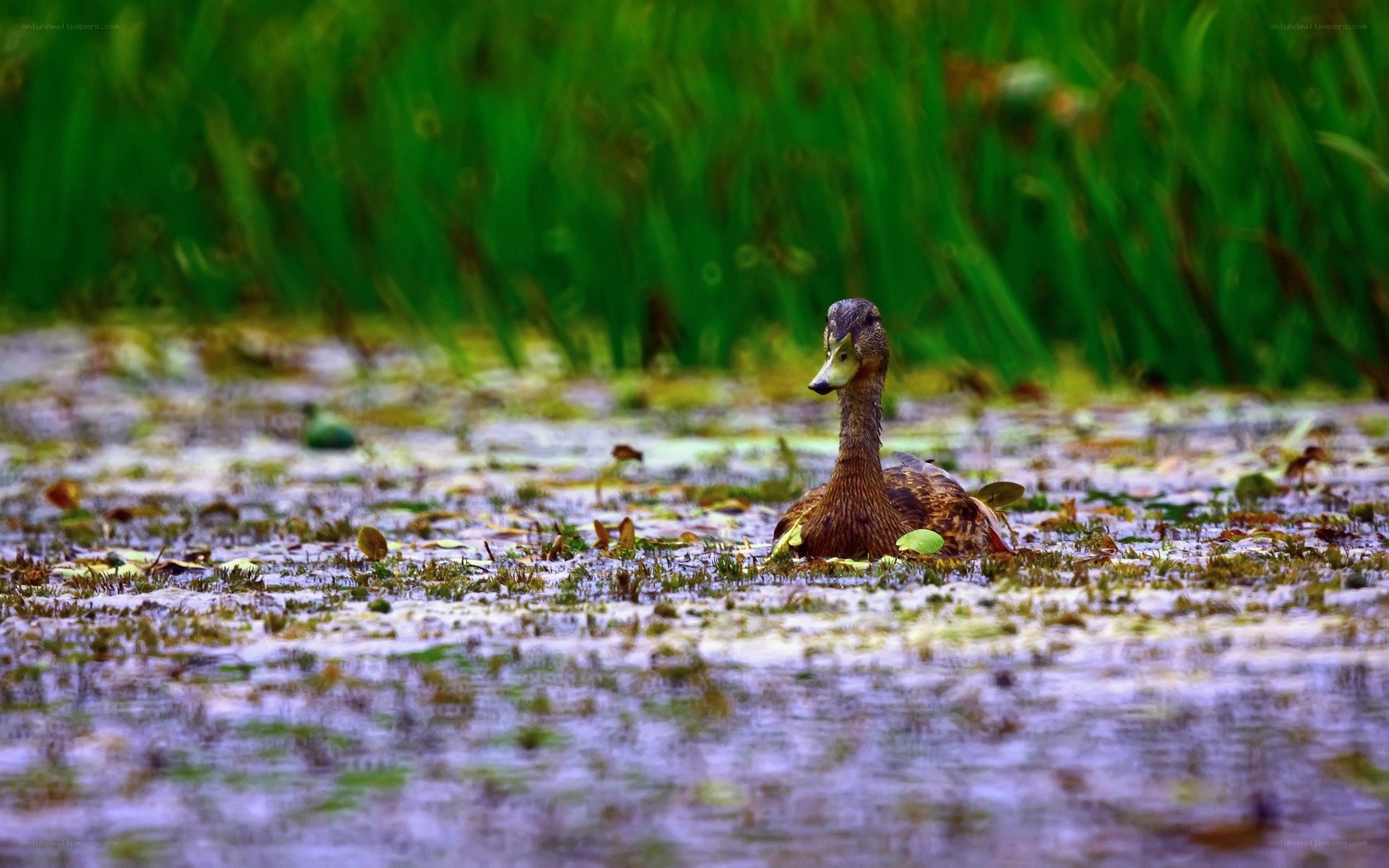 Duck in a marshy pond