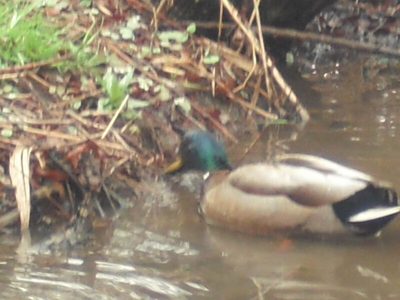 duck in a pond