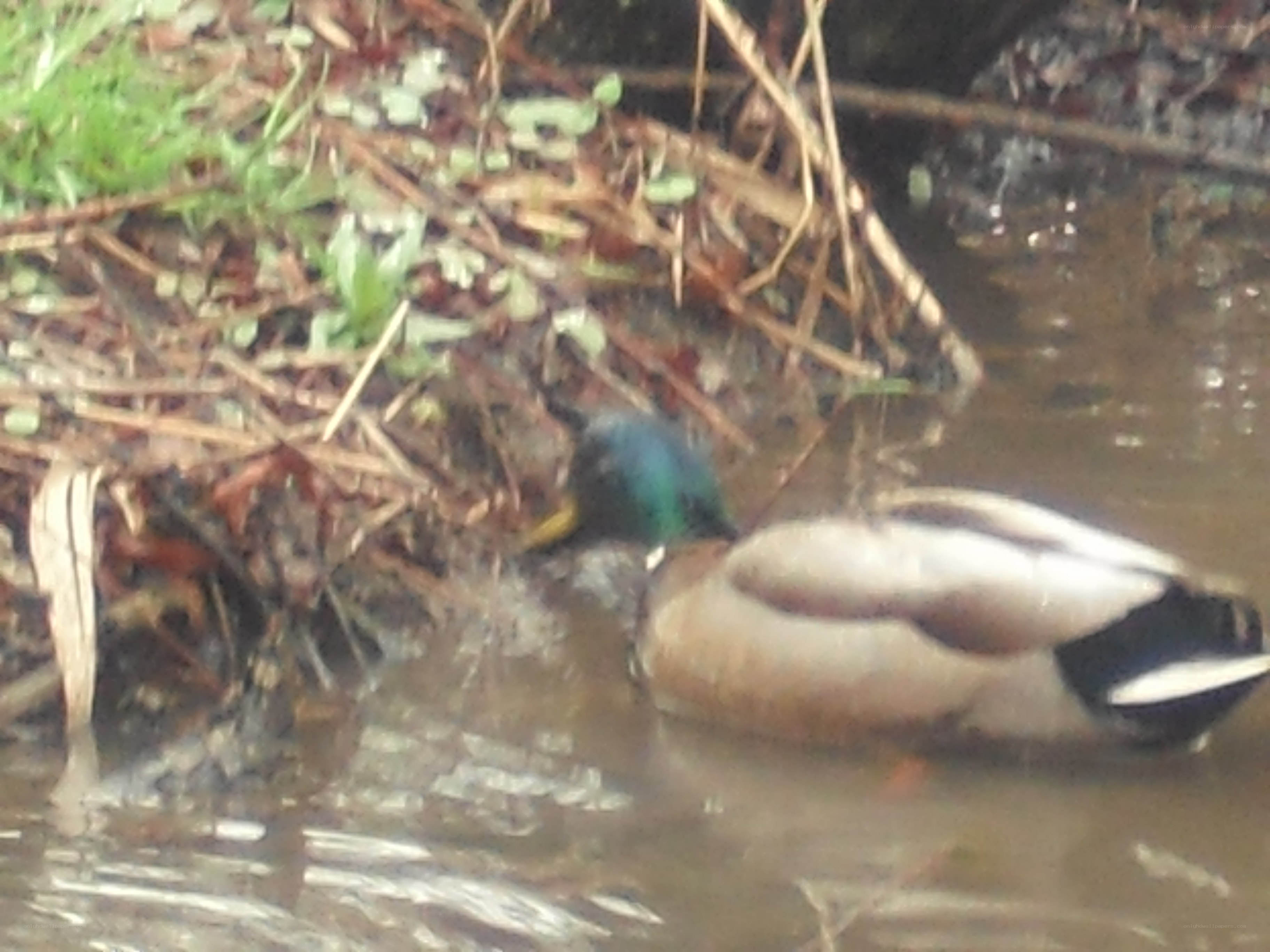 duck in a pond