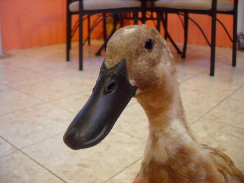 duck in a tiled room