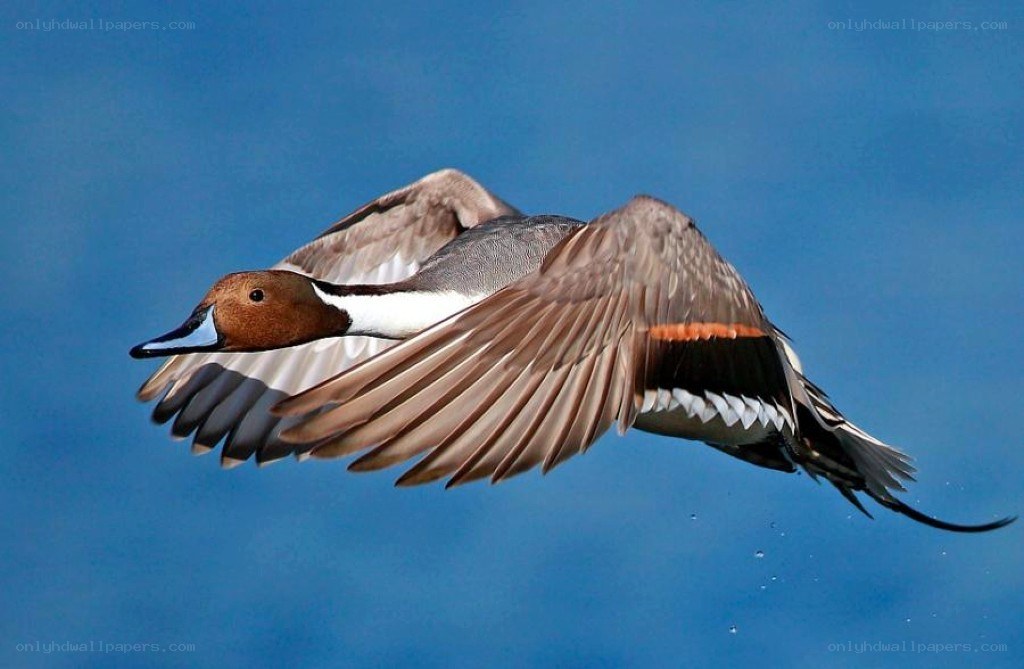 duck in flight against blue sky