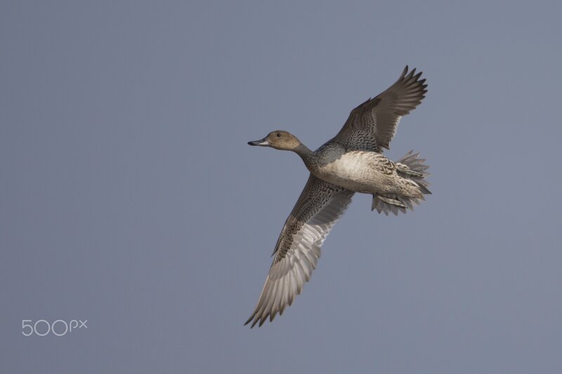 Duck in Flight — Gray