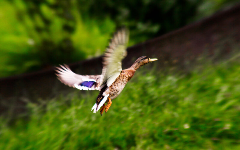 Duck in Flight — Green, Dynamic