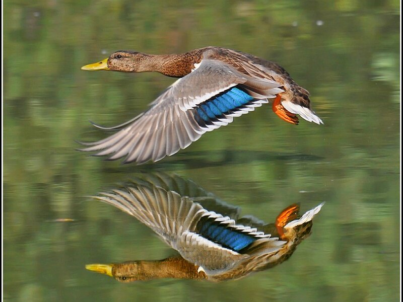 Duck in Flight — Green