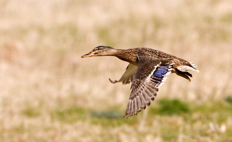 duck in flight over field