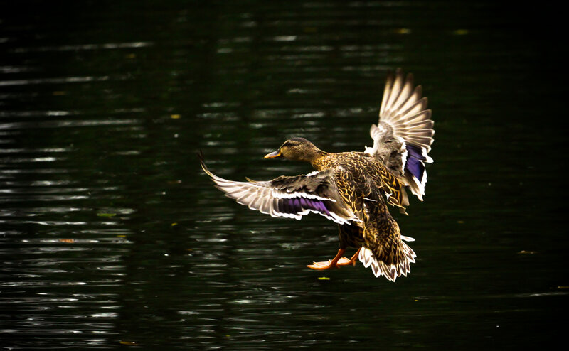 Duck in Flight over Water