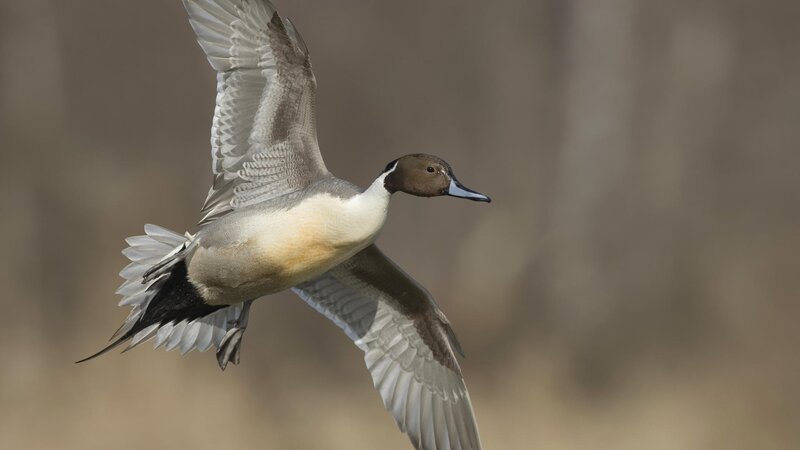 duck in flight