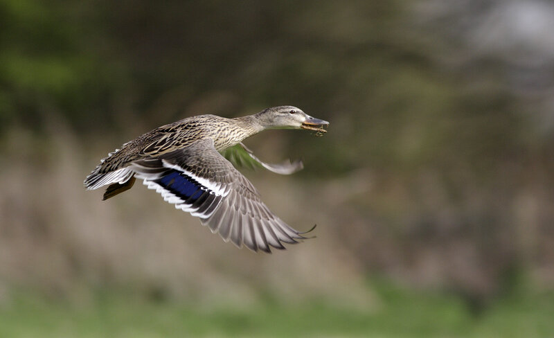 duck in flight with food