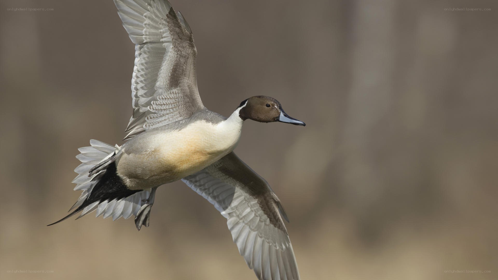 duck in flight