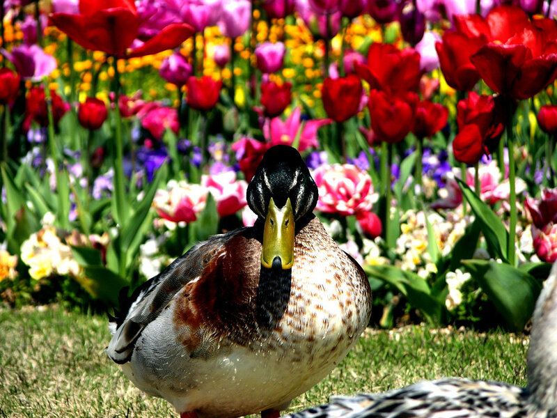 Duck in Flower Garden