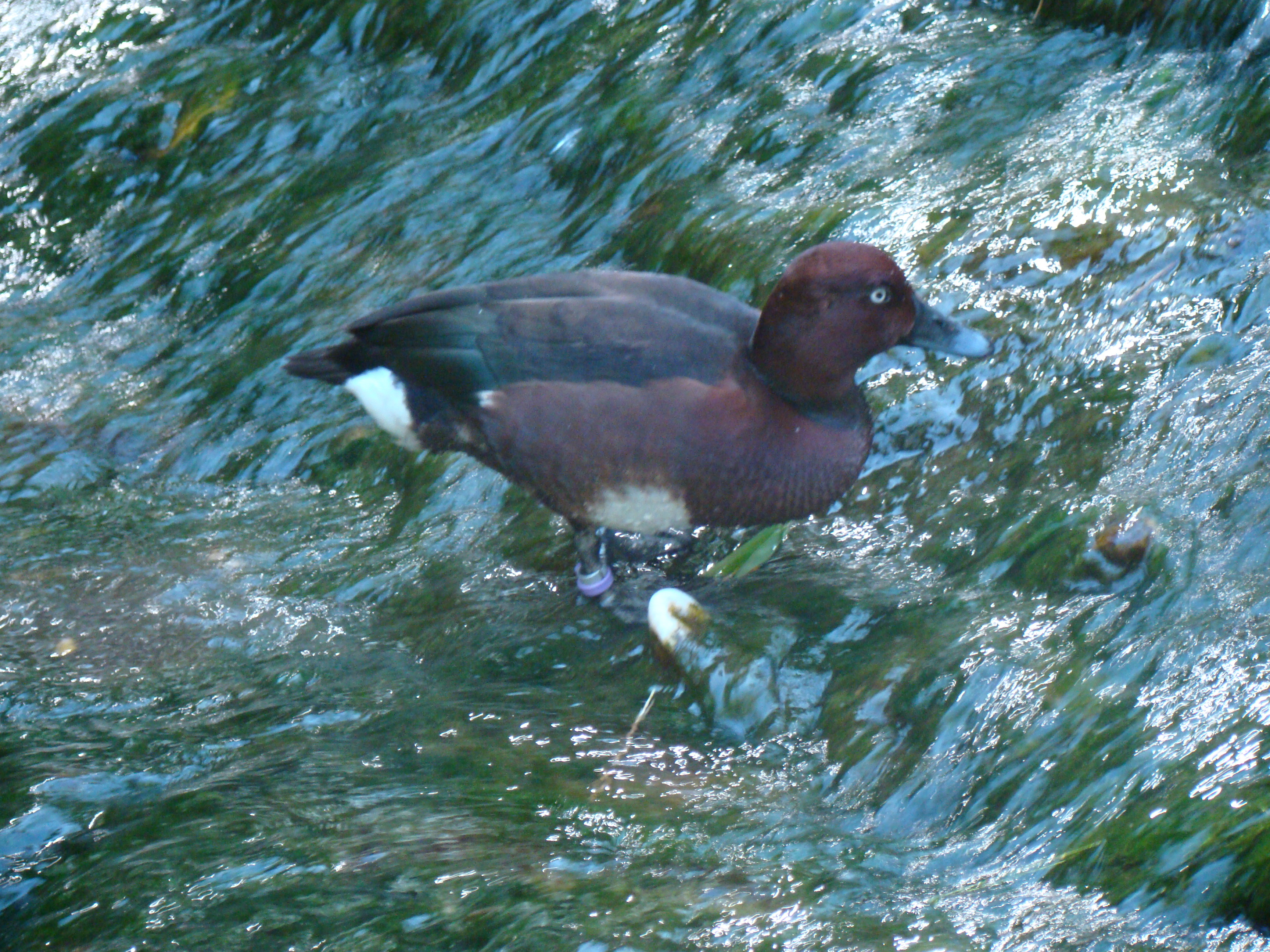 duck in flowing water