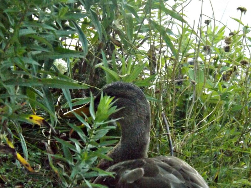 Duck in Foliage