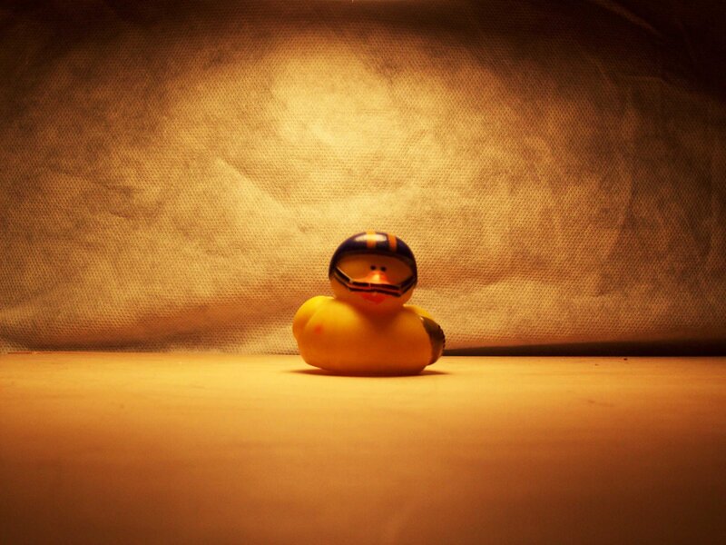 duck in football helmet
