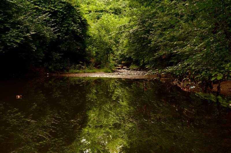 Duck in Forest Pond