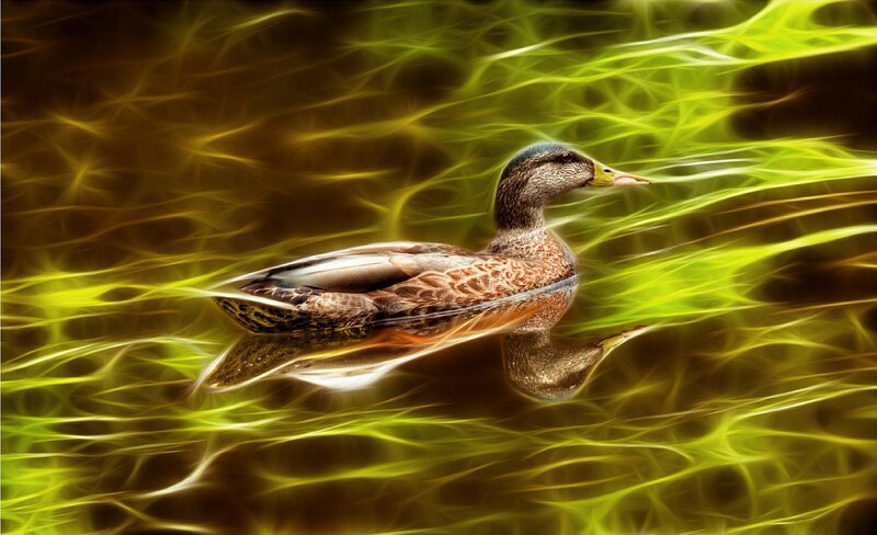 Duck in glowing water