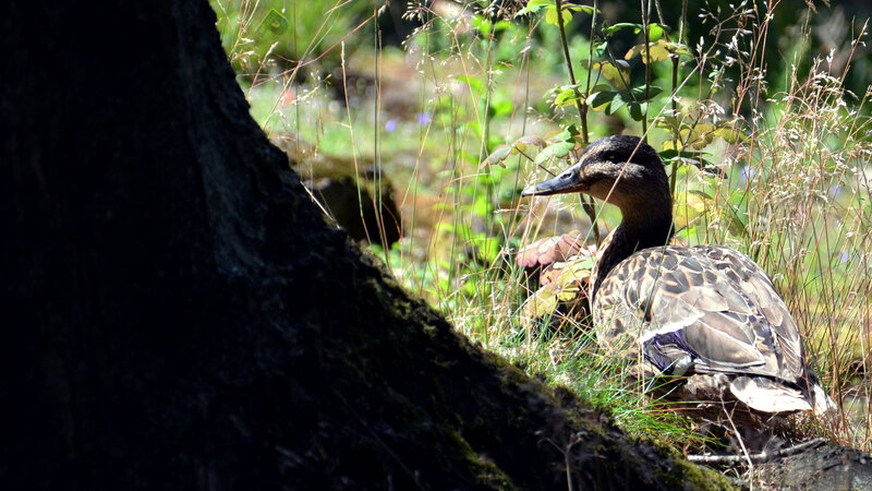 Duck in Grass