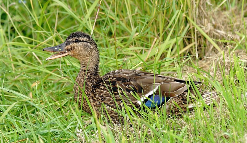 duck in green grass