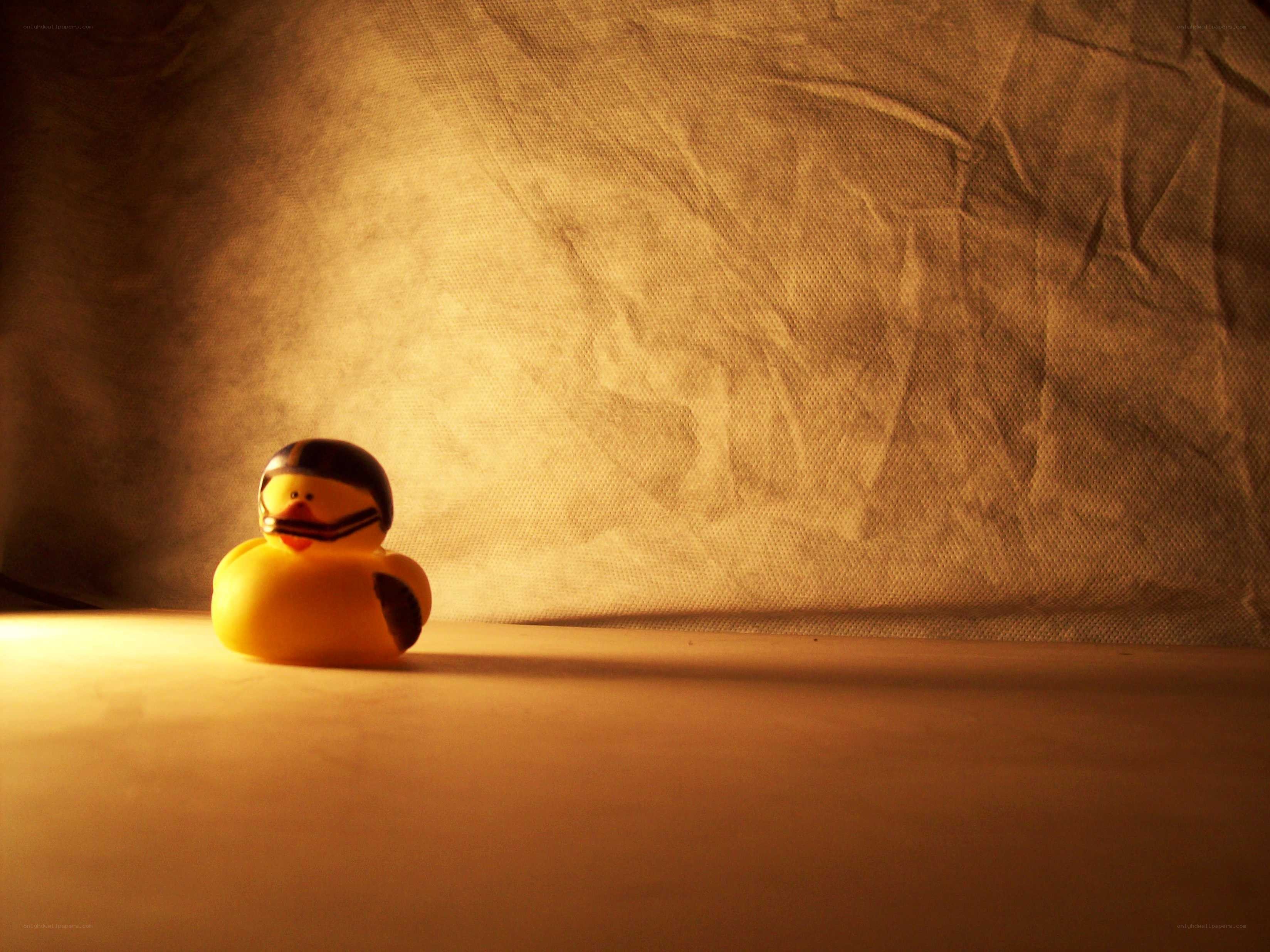 duck in helmet under spotlight