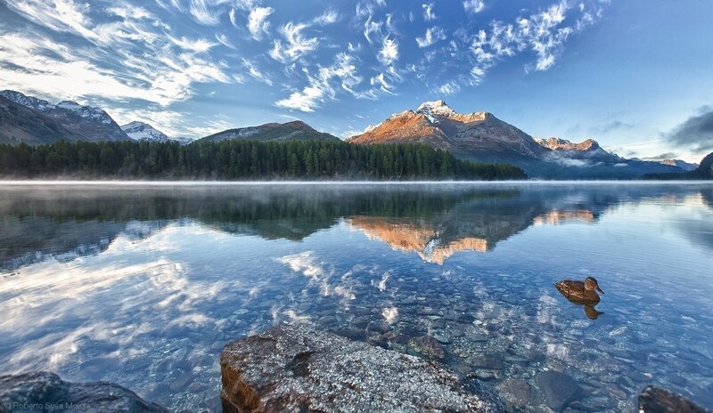 Duck in Mountain Lake — Blue