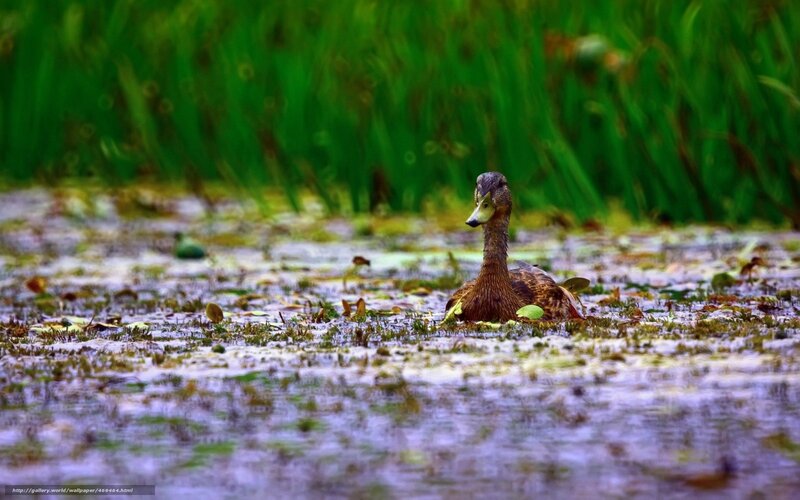 Duck in Pond — Green, Serene