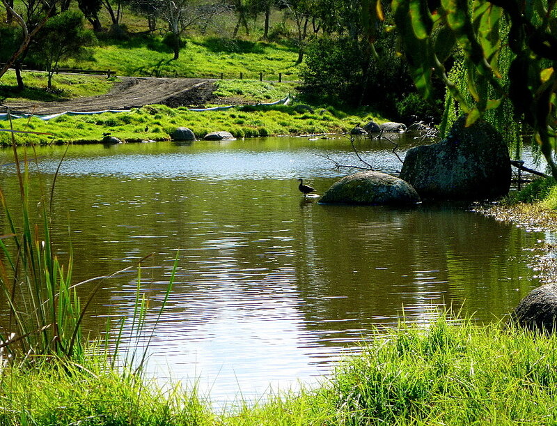 Duck in Pond