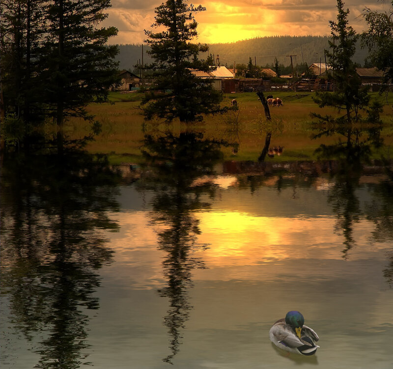 Duck in Pond — Yellow