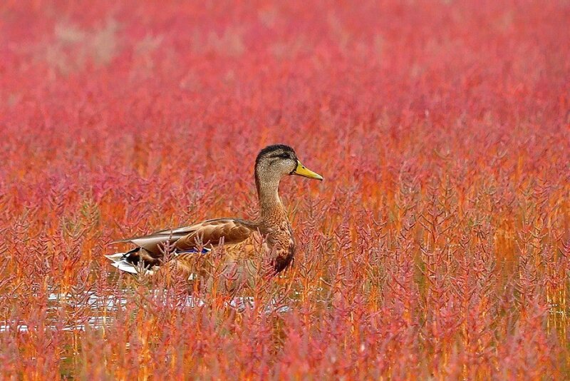 Duck in Red Marsh