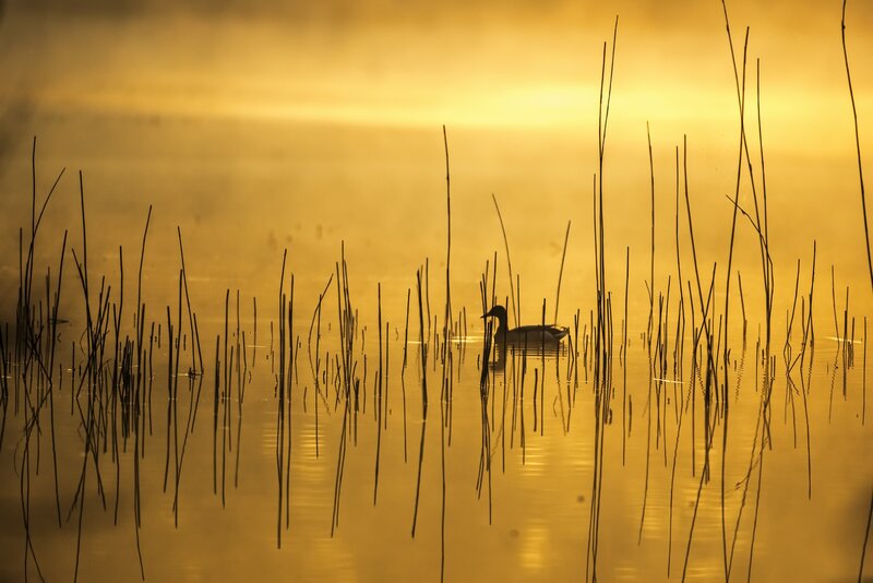 Duck in Reeds