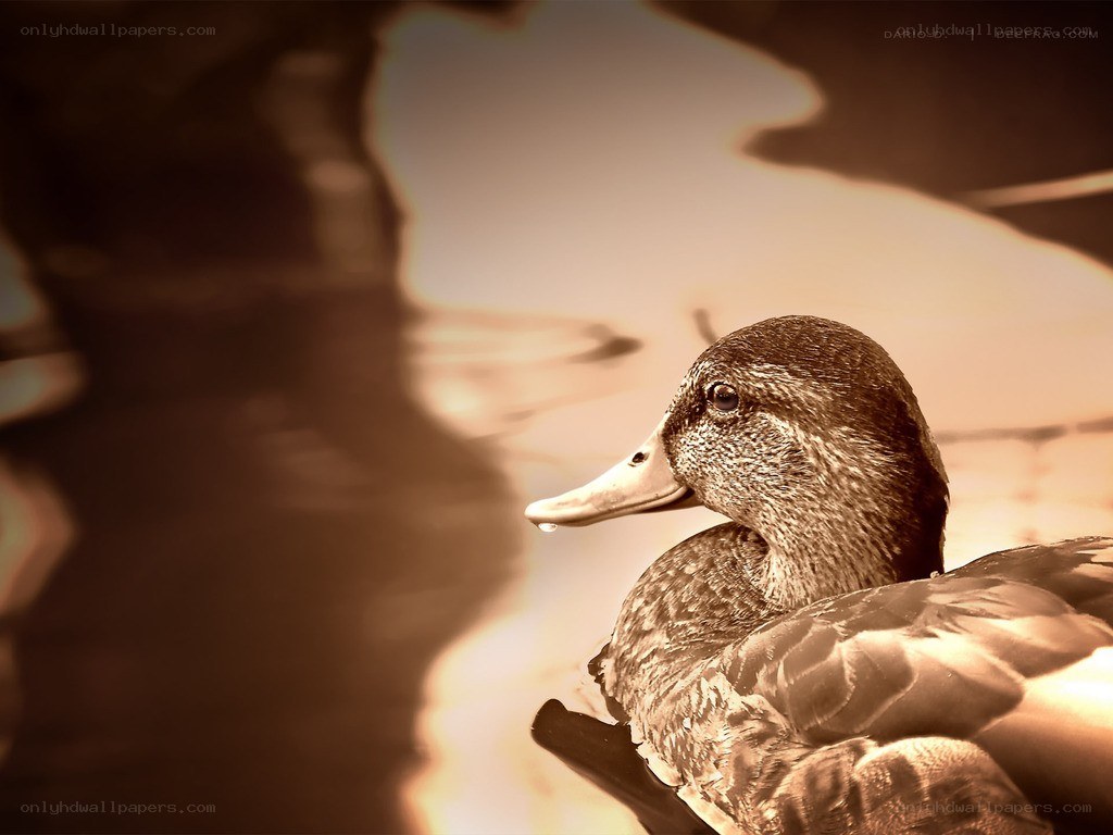 duck in sepia tones