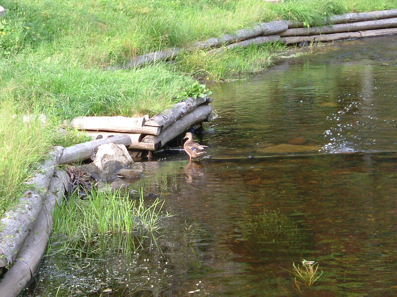 Duck in Shallow Water — Green