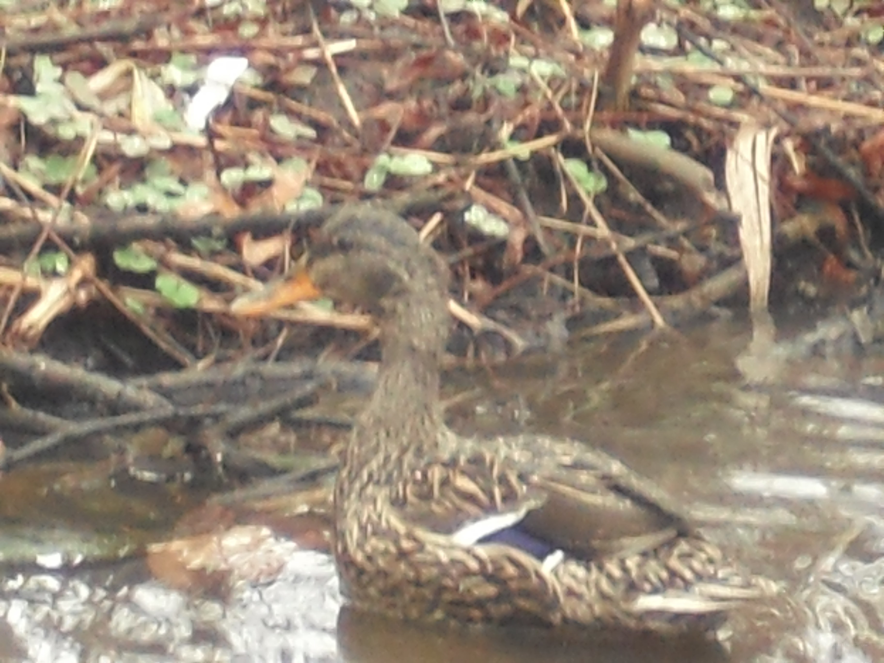 duck in shallow water