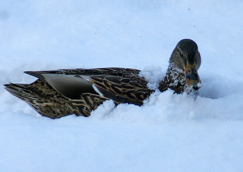 Duck in Snow