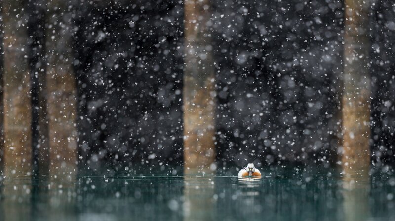 Duck in Snowstorm