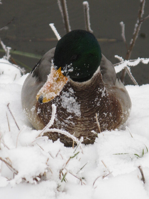 duck in snowy landscape