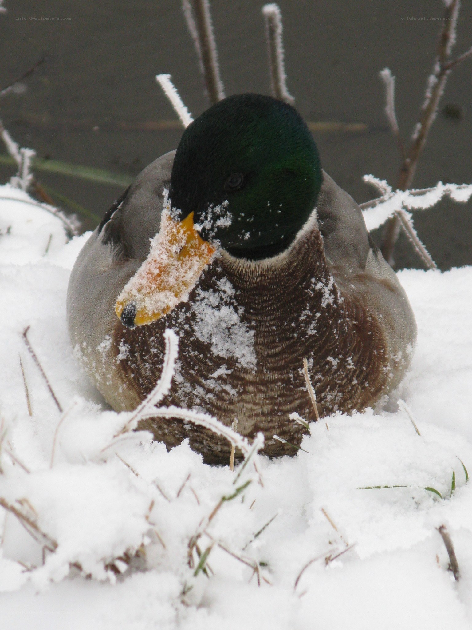 duck in snowy landscape