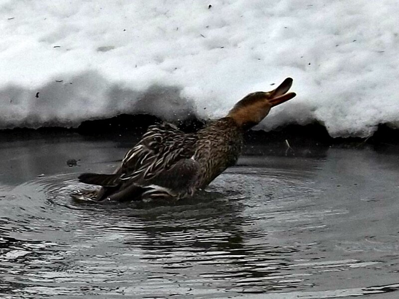Duck in Water — Brown