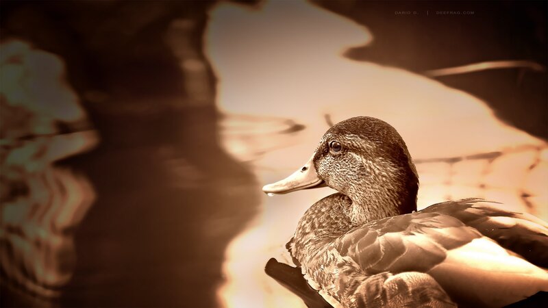 Duck in Water