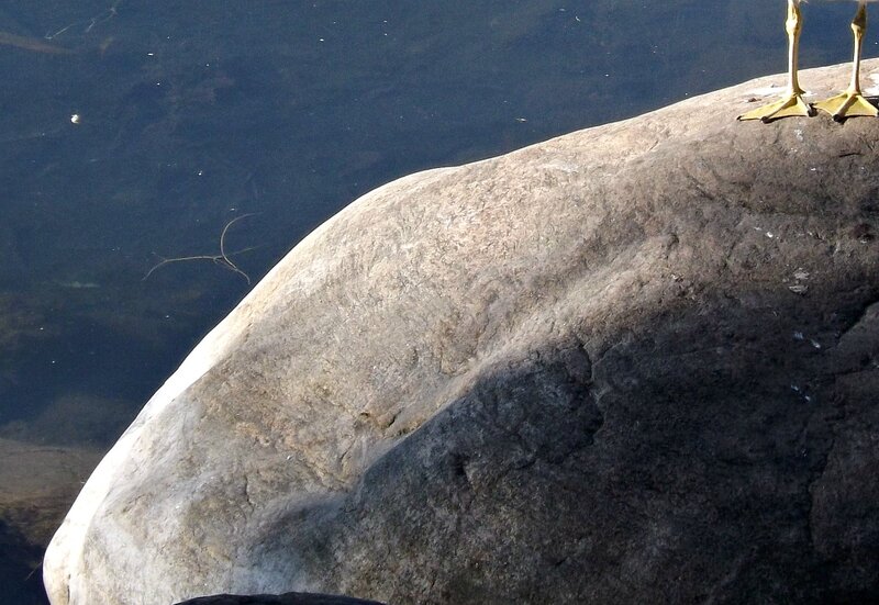 Duck Legs on Rock