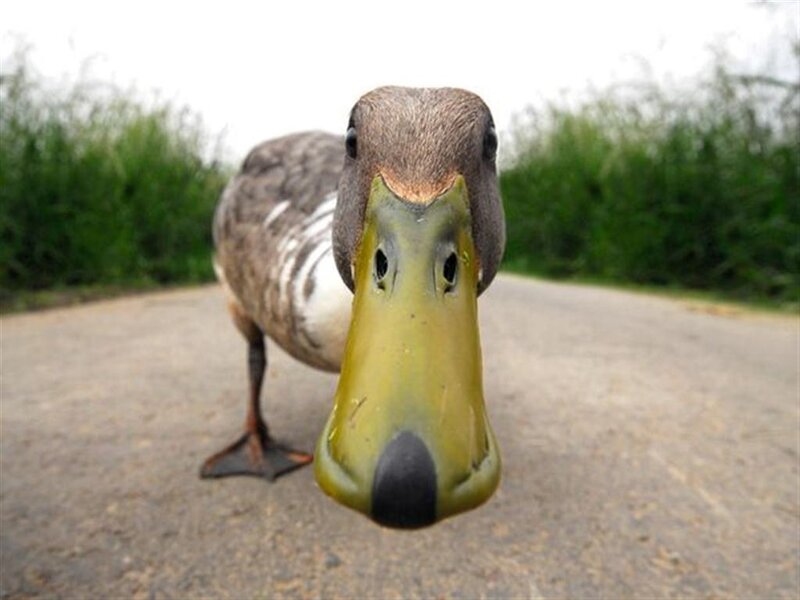 duck looking at camera