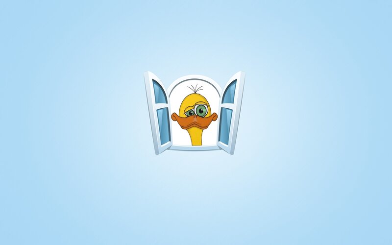 duck looking out window