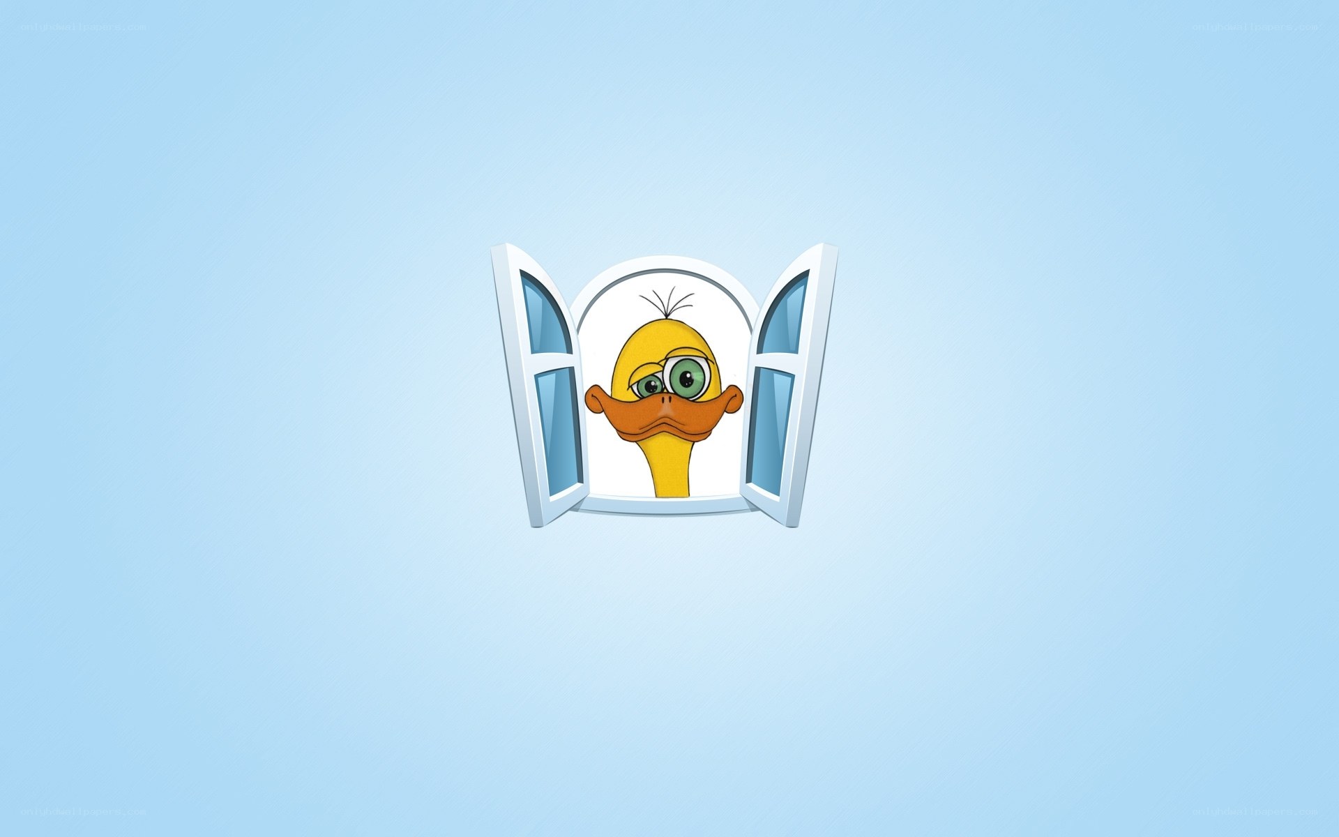 duck looking out window