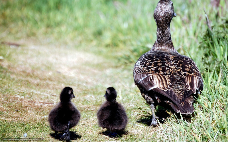 Duck Mother with Ducklings — Green