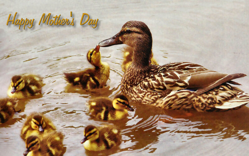 Duck Mother with Ducklings