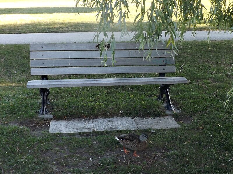 Duck Near Bench