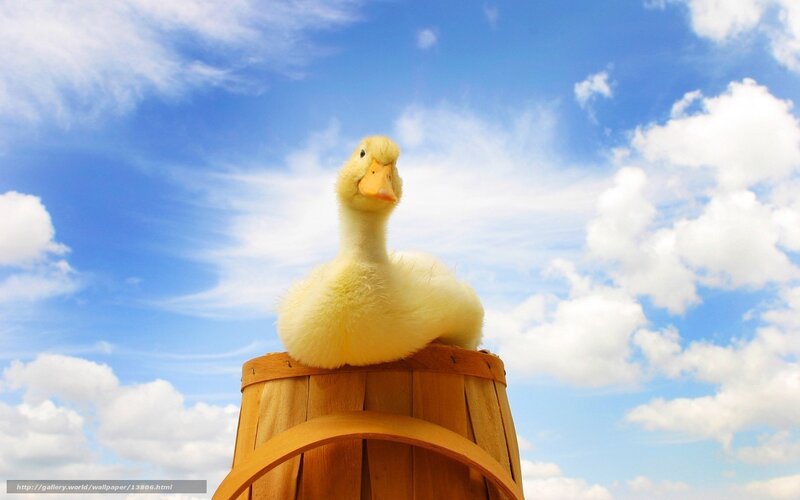 duck on a barrel