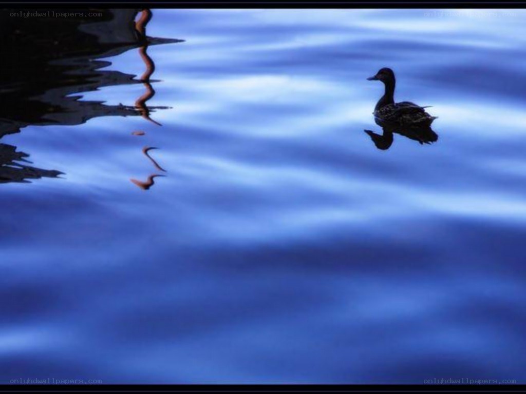 Duck on a blue lake
