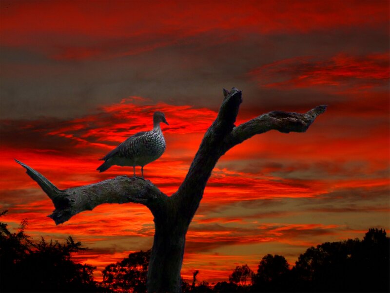 Duck on a Branch — Red