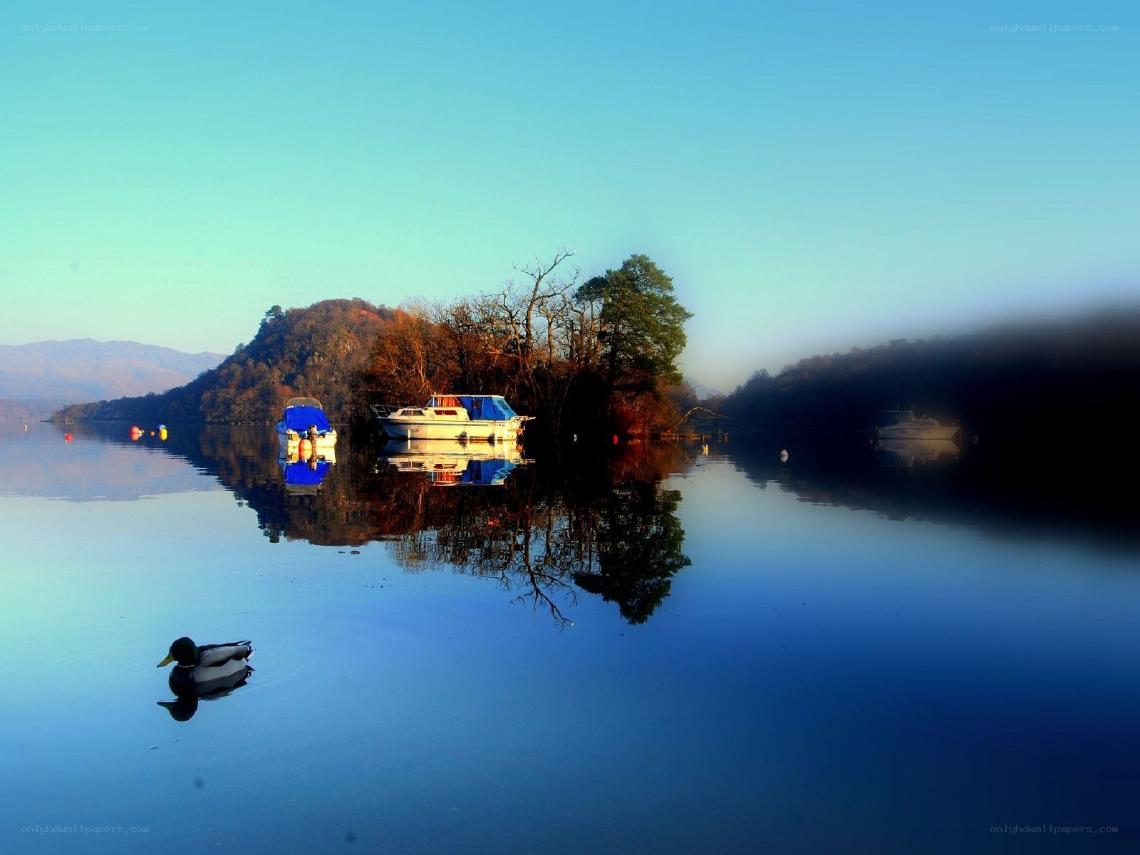 Duck on a calm lake